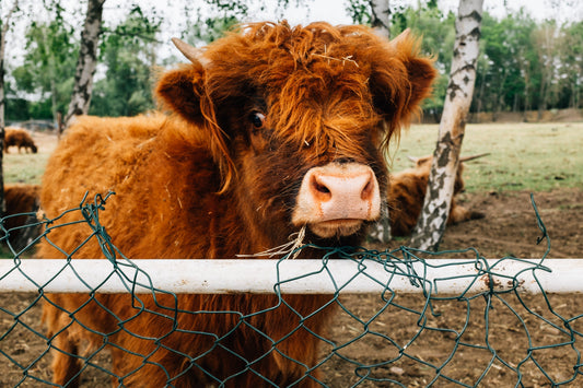 Brown Cow in Vermont