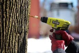 Liquid Gold. Tapping Into Nature: Drilling into Trees for Maple Syrup