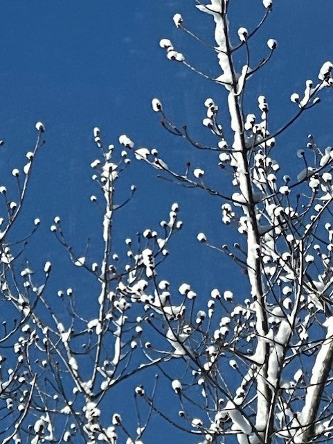 Vermont Isn’t Just for Skiing. The Ecological Impact of Sugaring Season